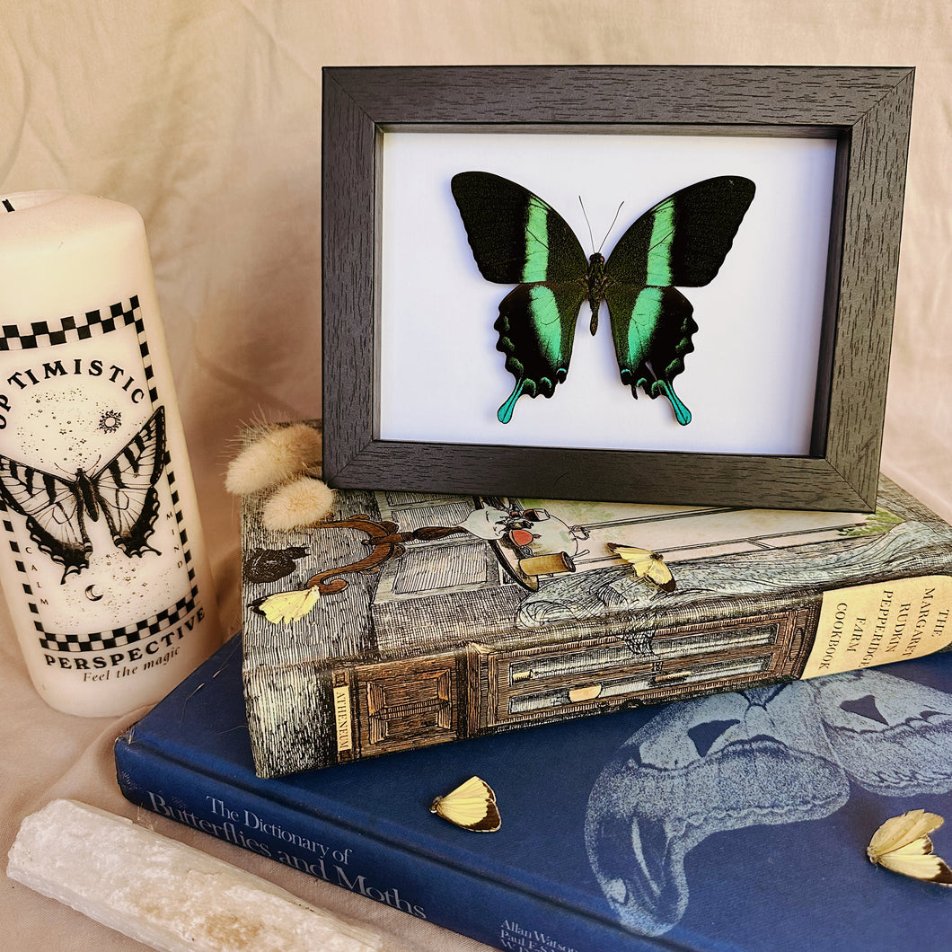 Papilio Blumei Entomology Taxidermy Butterfly in Shadow Frame