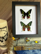 Load image into Gallery viewer, Duo Madagascan Sunset Moths/Urania Ripheus Entomology Taxidermy in Shadow Frame
