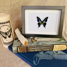 Load image into Gallery viewer, Graphium Weiskei Entomology Taxidermy Butterfly in Shadow Frame
