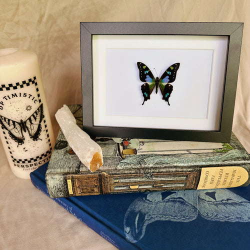 Graphium Weiskei Entomology Taxidermy Butterfly in Shadow Frame