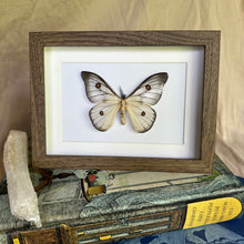 Load image into Gallery viewer, Ceranchia Appolina Entomology Taxidermy in Shadow Frame
