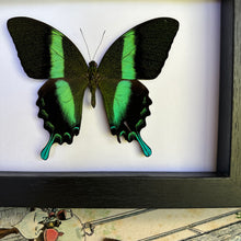 Load image into Gallery viewer, Papilio Blumei Entomology Taxidermy Butterfly in Shadow Frame
