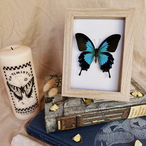 Papilio Ulysses Telegonus Entomology Taxidermy Butterfly in Shadow Frame