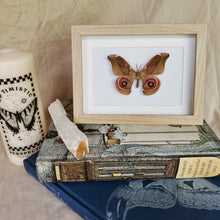 Load image into Gallery viewer, Antherina Suraka Entomology Taxidermy Moth in Shadow Frame
