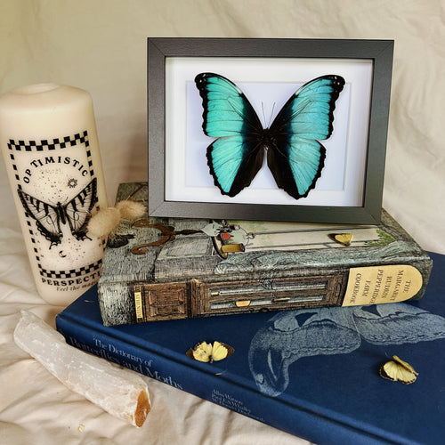 Morpho Deidamia Entomology Taxidermy Butterfly in Shadow Frame