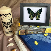 Load image into Gallery viewer, Alcides Orontes Moth Entomology Taxidermy in Shadow Frame
