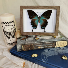 Load image into Gallery viewer, Female Papilio Ulysses/Blue Emperor Entomology Taxidermy Butterfly in Shadow Frame
