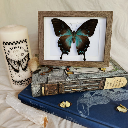 Female Papilio Ulysses/Blue Emperor Entomology Taxidermy Butterfly in Shadow Frame