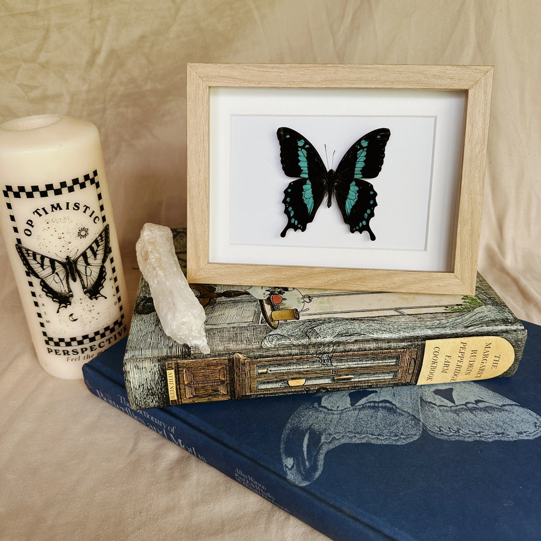 Papilio Oribazus Taxidermy Butterfly in Shadow Frame