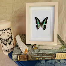 Load image into Gallery viewer, Graphium Sarpedon/Blue Triangle Entomology Taxidermy Butterfly in Shadow Frame
