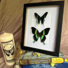 Load image into Gallery viewer, Butterfly/Moth Duo Entomology Taxidermy in Shadow Frame
