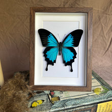 Load image into Gallery viewer, Papilio Ulysses Entomology Taxidermy Butterfly in Shadow Frame
