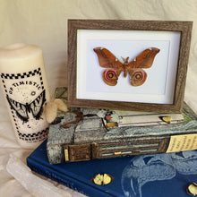 Load image into Gallery viewer, Antherina Suraka Entomology Taxidermy Moth in Shadow Frame
