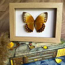 Load image into Gallery viewer, Stichophthalma Louisa Entomology Taxidermy Butterfly in Shadow Frame
