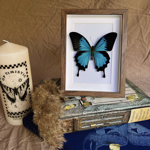 Papilio Ulysses Entomology Taxidermy Butterfly in Shadow Frame