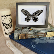 Load image into Gallery viewer, Idea Lynceus/Tree Nymph Entomology Taxidermy Butterfly in Shadow Frame
