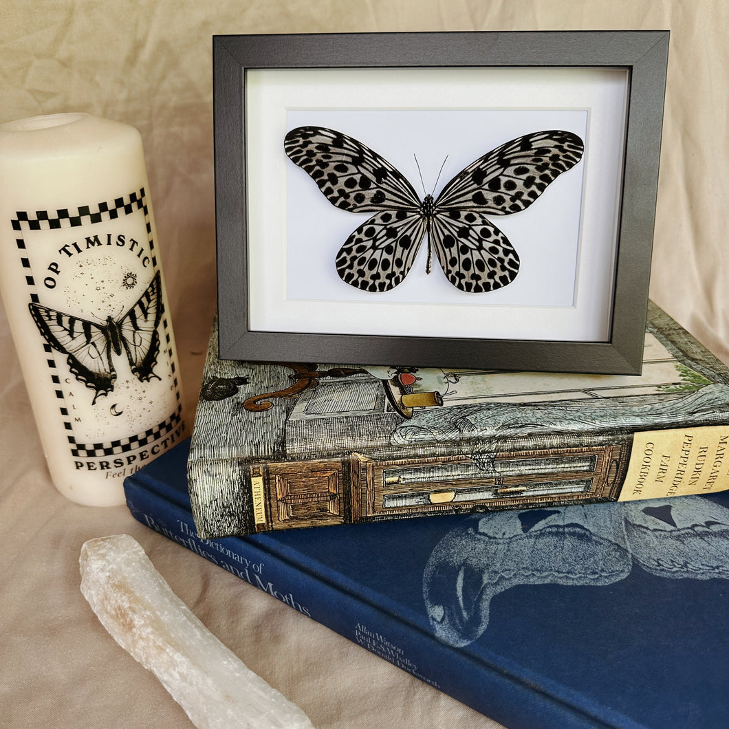 Idea Lynceus/Tree Nymph Entomology Taxidermy Butterfly in Shadow Frame