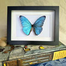 Load image into Gallery viewer, Morpho Marcus/Morpho Adonis Entomology Taxidermy Butterfly in Shadow Frame
