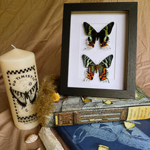 Load image into Gallery viewer, Duo Madagascan Sunset Moths/Urania Ripheus Entomology Taxidermy in Shadow Frame
