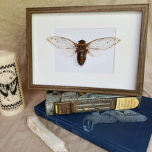 Load image into Gallery viewer, Pomponia Imperatoria/Empress Cicada Entomology Taxidermy in Shadow Frame
