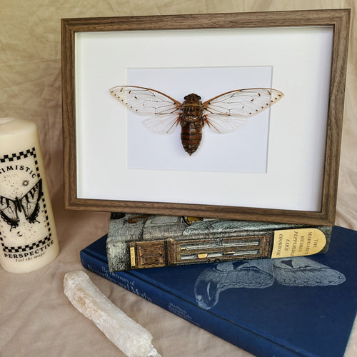 Pomponia Imperatoria/Empress Cicada Entomology Taxidermy in Shadow Frame