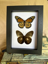 Load image into Gallery viewer, Duo Butterfly Frame - Entomology Taxidermy Butterfly in Shadow Frame
