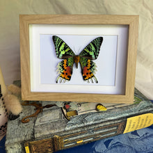 Load image into Gallery viewer, Madagascan Sunset Moths/Urania Ripheus Entomology Taxidermy in Shadow Frame
