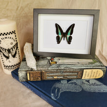 Load image into Gallery viewer, Graphium Sarpedon/Blue Triangle Entomology Taxidermy Butterfly in Shadow Frame
