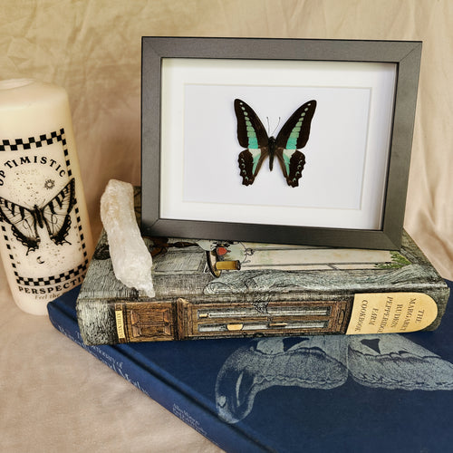 Graphium Sarpedon/Blue Triangle Entomology Taxidermy Butterfly in Shadow Frame