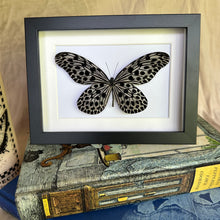 Load image into Gallery viewer, Idea Lynceus/Tree Nymph Entomology Taxidermy Butterfly in Shadow Frame
