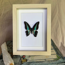 Load image into Gallery viewer, Graphium Sarpedon/Blue Triangle Entomology Taxidermy Butterfly in Shadow Frame
