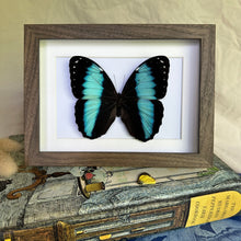 Load image into Gallery viewer, Morpho Achilles Entomology Taxidermy Butterfly in Shadow Frame
