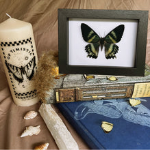 Load image into Gallery viewer, Alcides Orontes Moth Entomology Taxidermy in Shadow Frame
