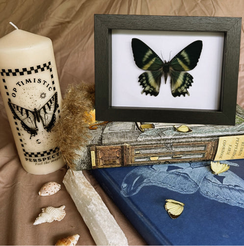 Alcides Orontes Moth Entomology Taxidermy in Shadow Frame