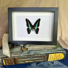 Load image into Gallery viewer, Graphium Sarpedon/Blue Triangle Entomology Taxidermy Butterfly in Shadow Frame
