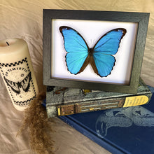 Load image into Gallery viewer, Morpho Menelaus Didius/ Giant Blue Morpho Entomology Taxidermy Butterfly in Shadow Frame
