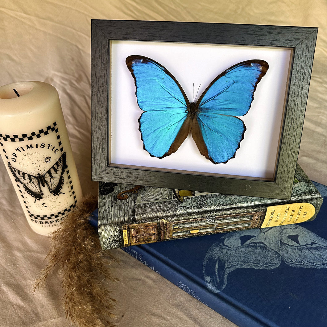 Morpho Menelaus Didius/ Giant Blue Morpho Entomology Taxidermy Butterfly in Shadow Frame