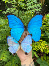 Load image into Gallery viewer, Morpho Menelaus Didius/ Giant Blue Morpho Entomology Taxidermy Butterfly in Shadow Frame
